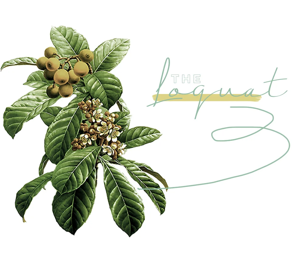 The Loquat Plant | Dine X Design.jpg