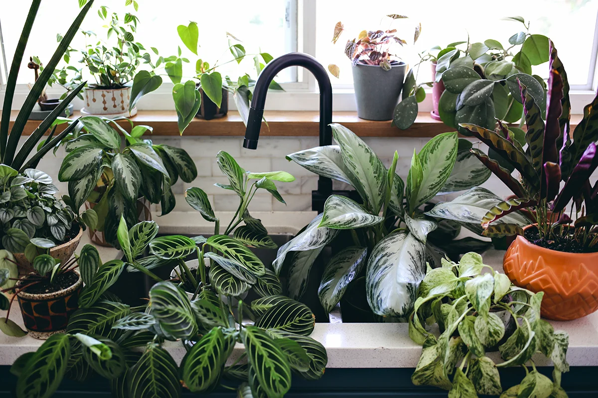 02_Plant Care Watering & Wine | Dine X Design.jpg