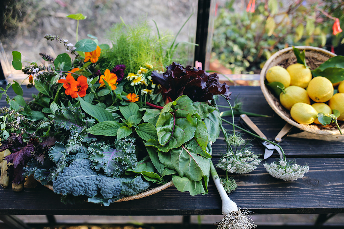 09_Greenhouse Interior | Kristin Guy Dine X Design.jpg