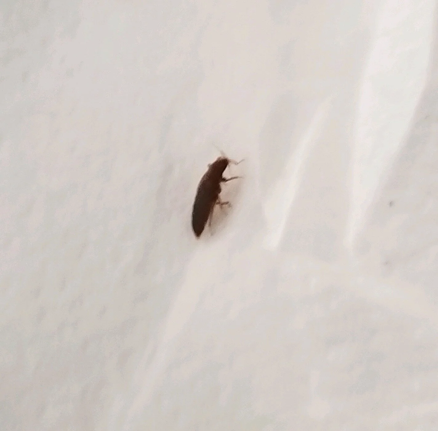 Untouched Hotels and Bed Bugs