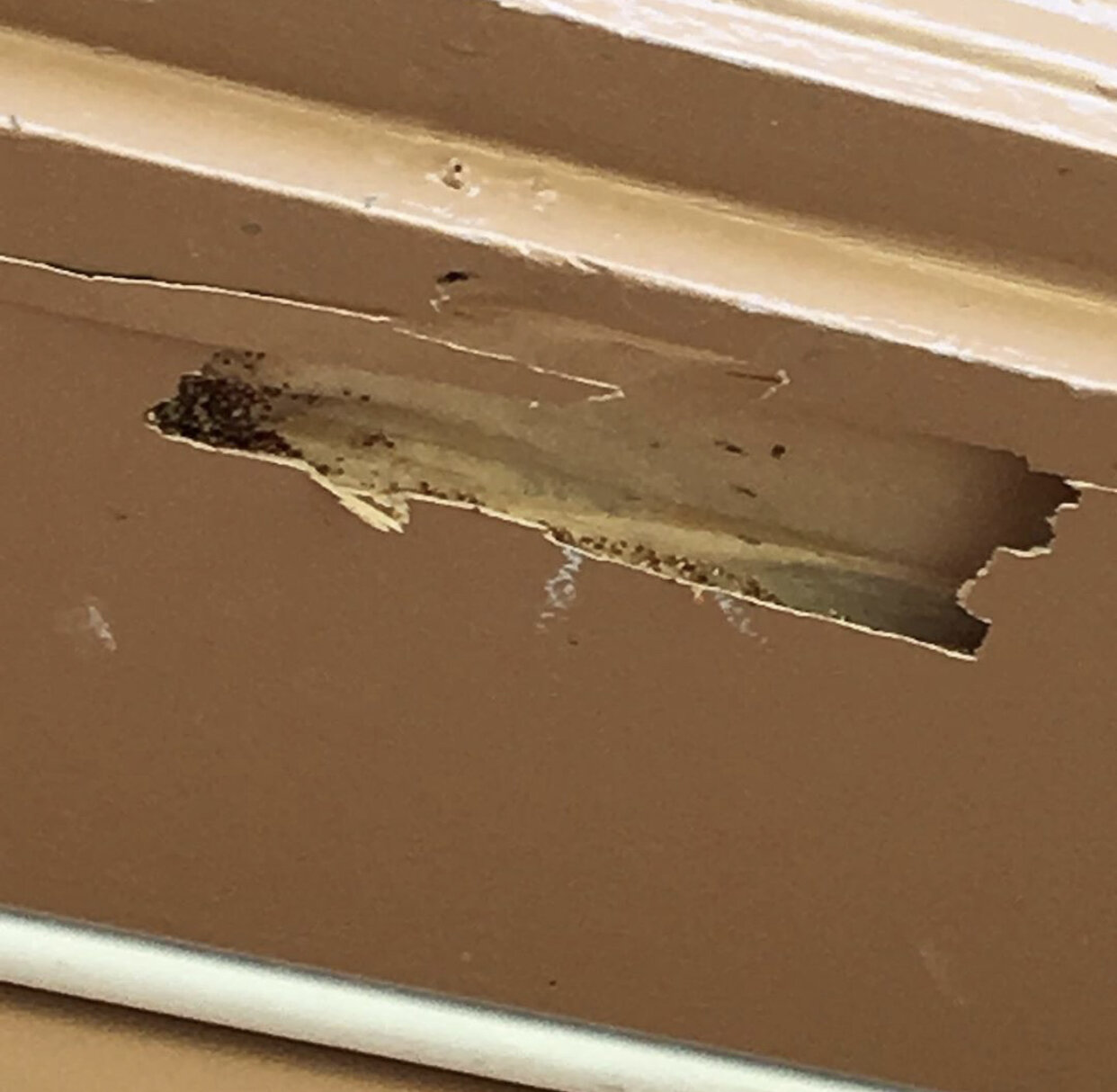 Termite Damage