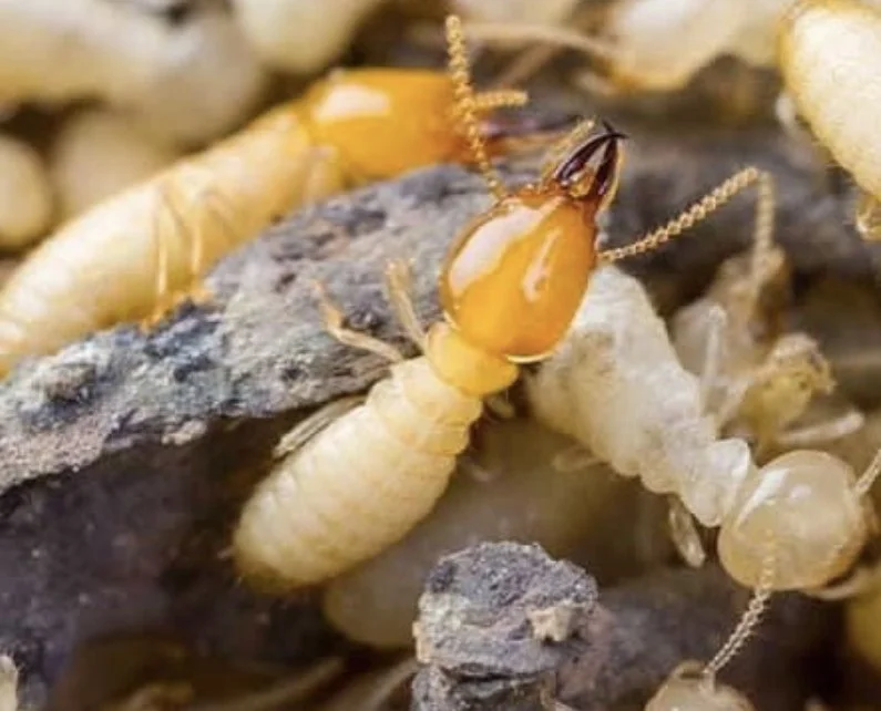 Subterranean Termites vs Drywood Termites