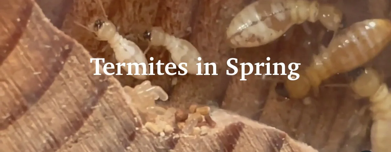 Termite Treatment in Spring