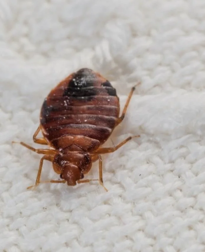 What to do about Bed Bugs