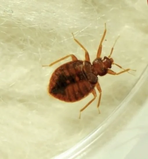 Bed Bugs in Fall