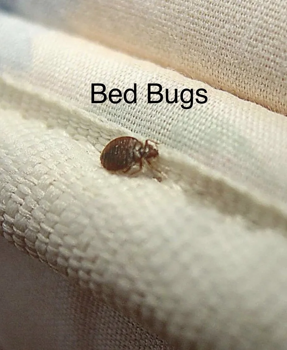 All About Bed Bugs