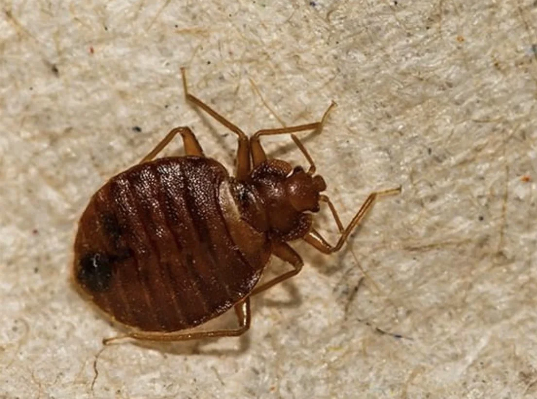 Identifying Bed Bugs