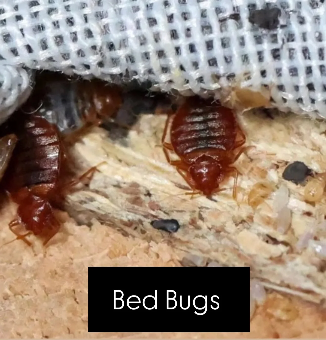 What are Bed Bugs?