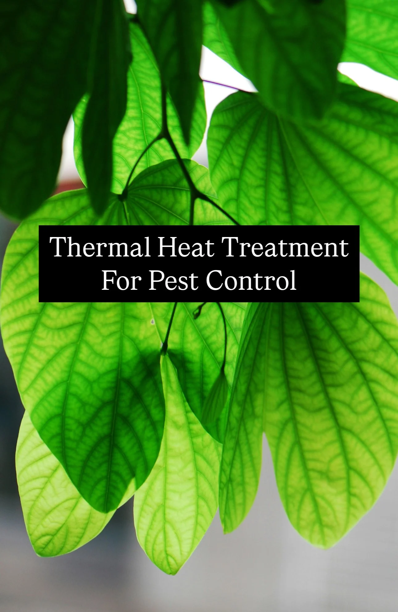 Thermal Heat Pest Treatment for Pest Control