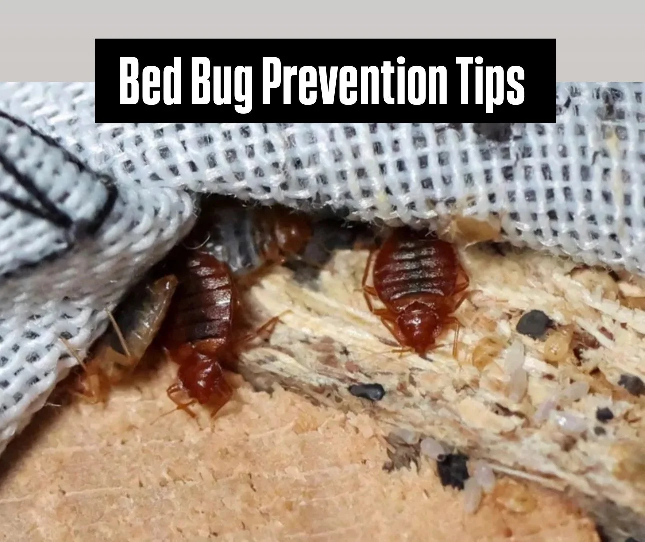 Bed Bug Prevention