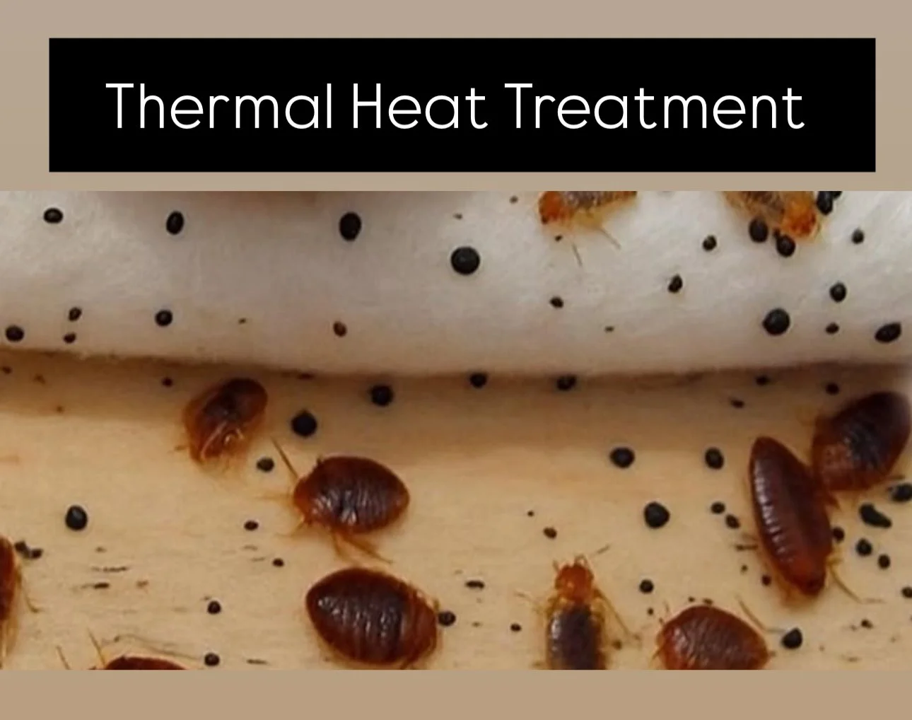 Say Goodbye to Bed Bugs:     Why Thermal Heat Treatment is the Smart Choice in Temecula Valley   If you've ever dealt with bed bugs, you know they’re more than just a minor nuisance — they’re relentless, hard to eliminate, and can disrup