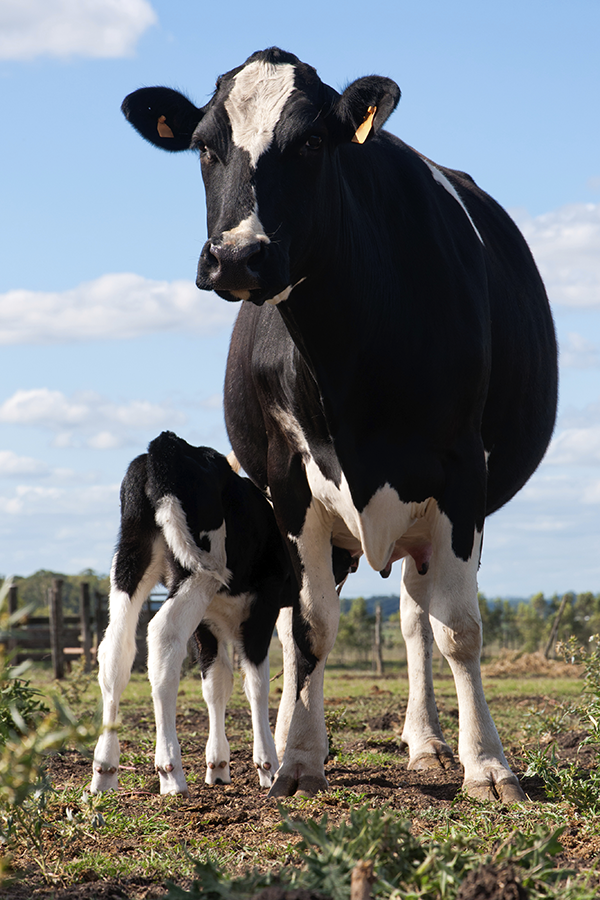 Cow_Calf_600.png