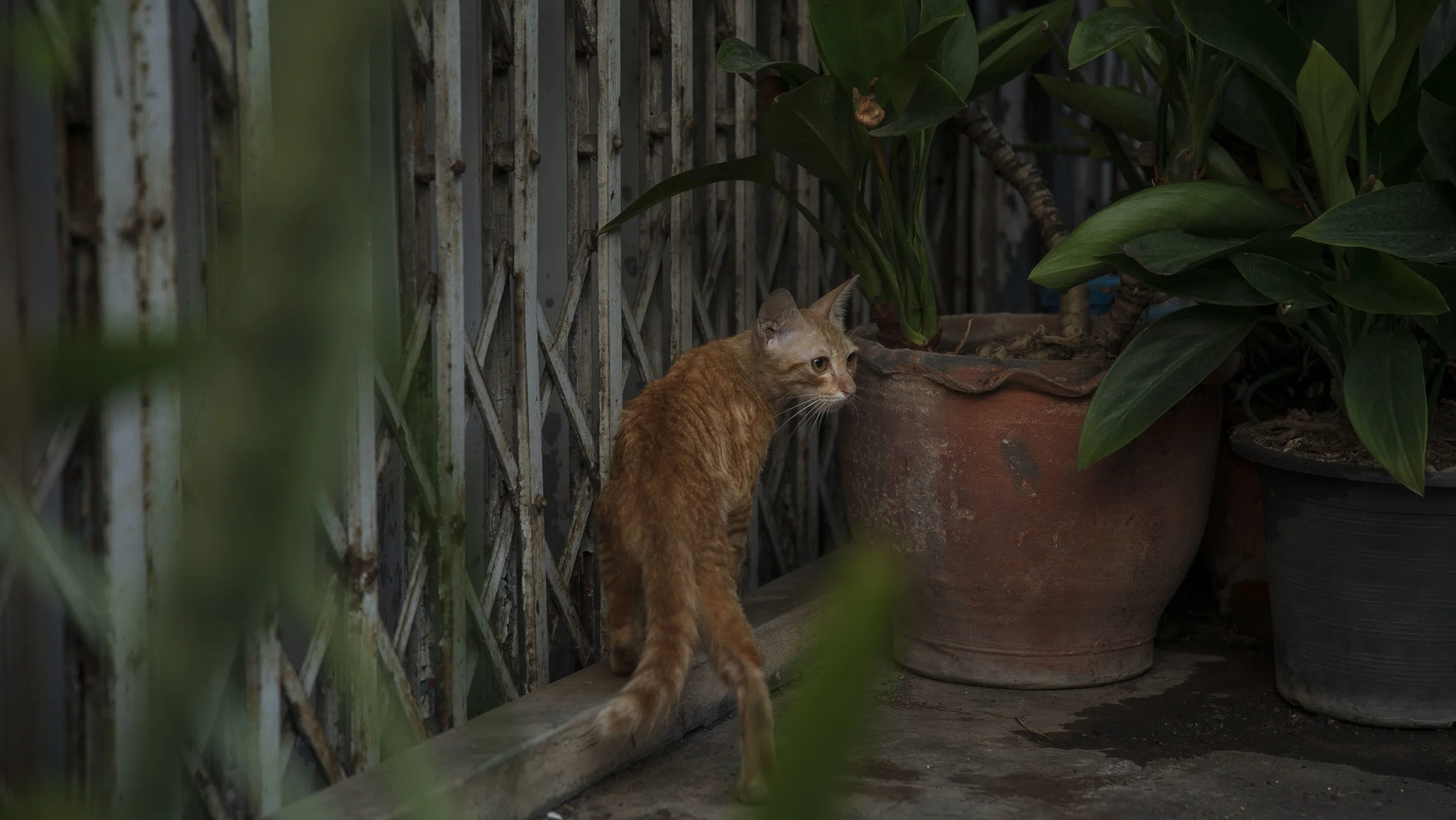 An Alley Cat by My Hostel