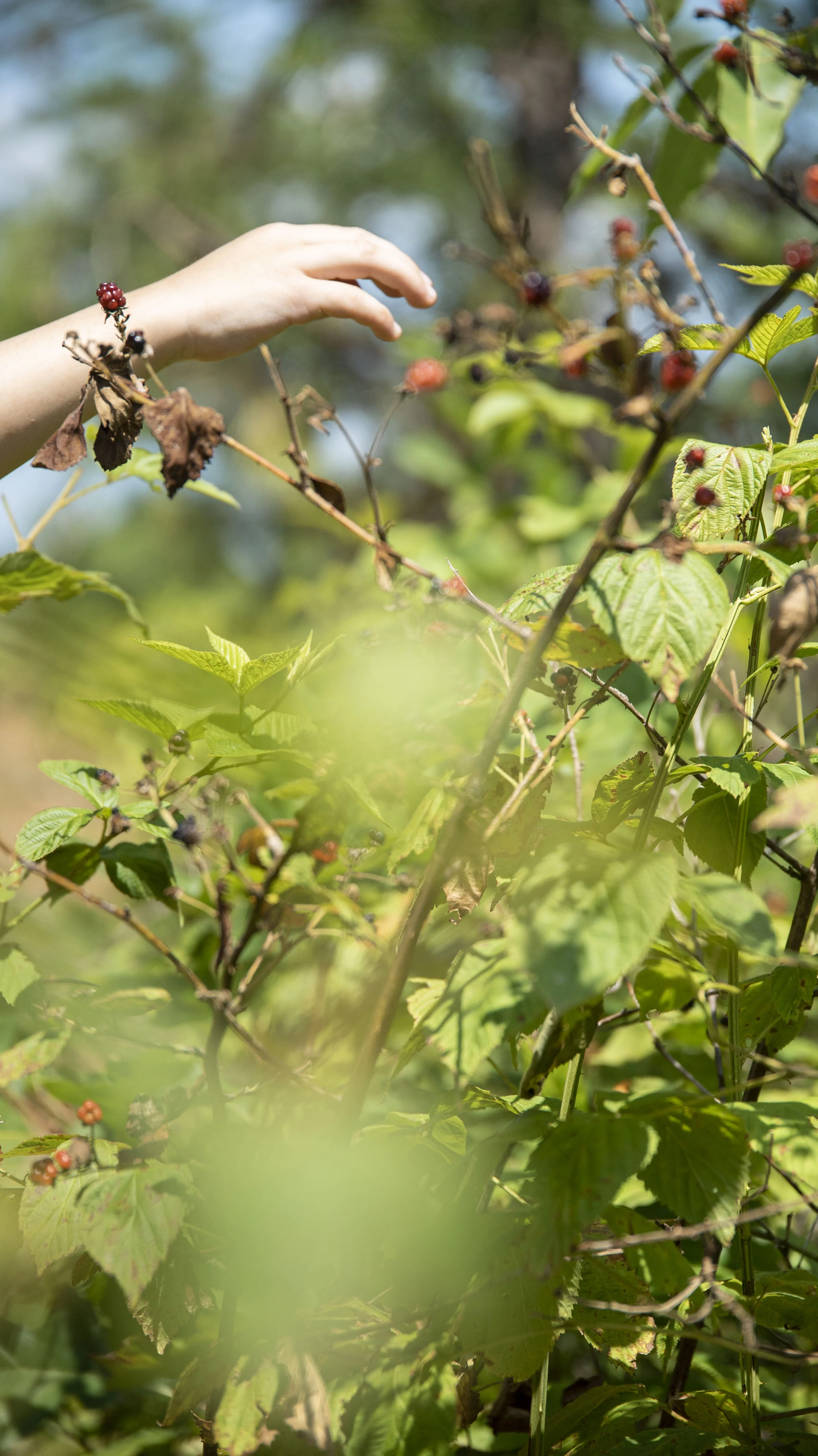 Berry Picking