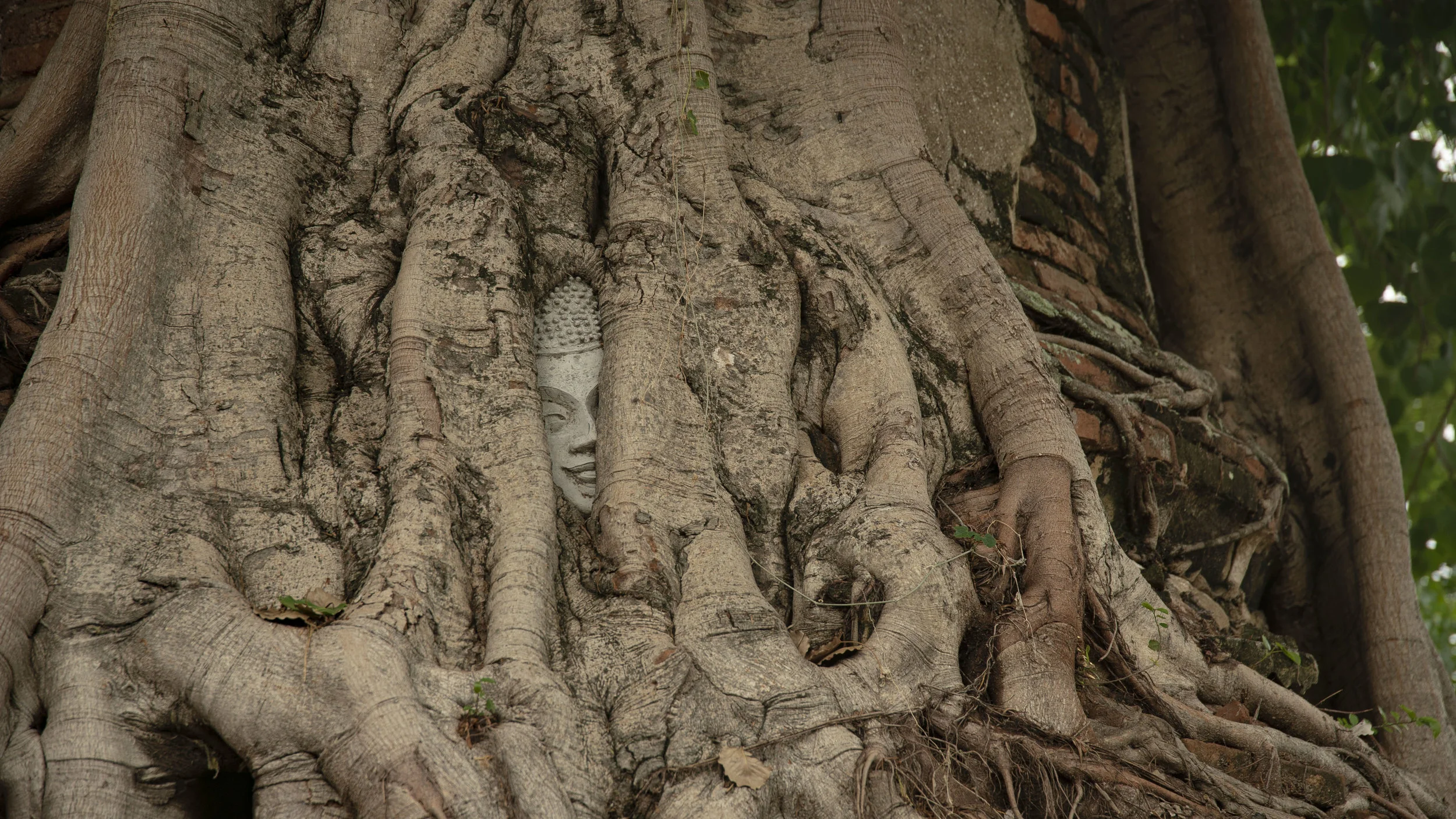 T Ayutthaya Head.JPG
