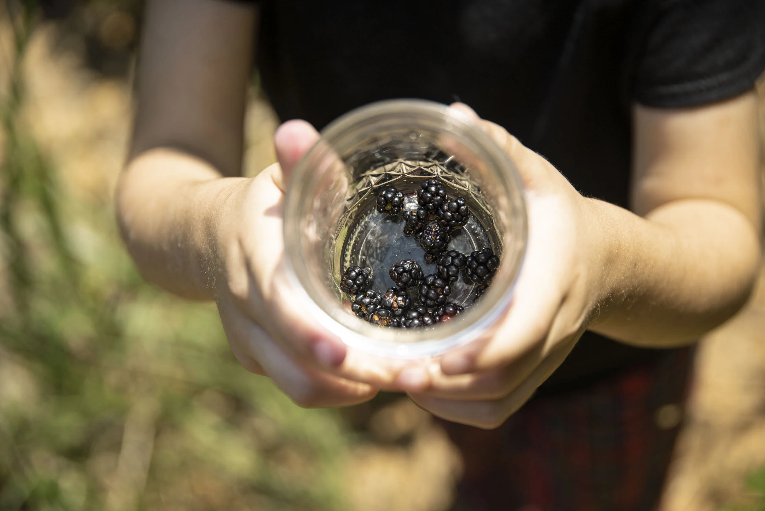 Berry Picking 7.JPG
