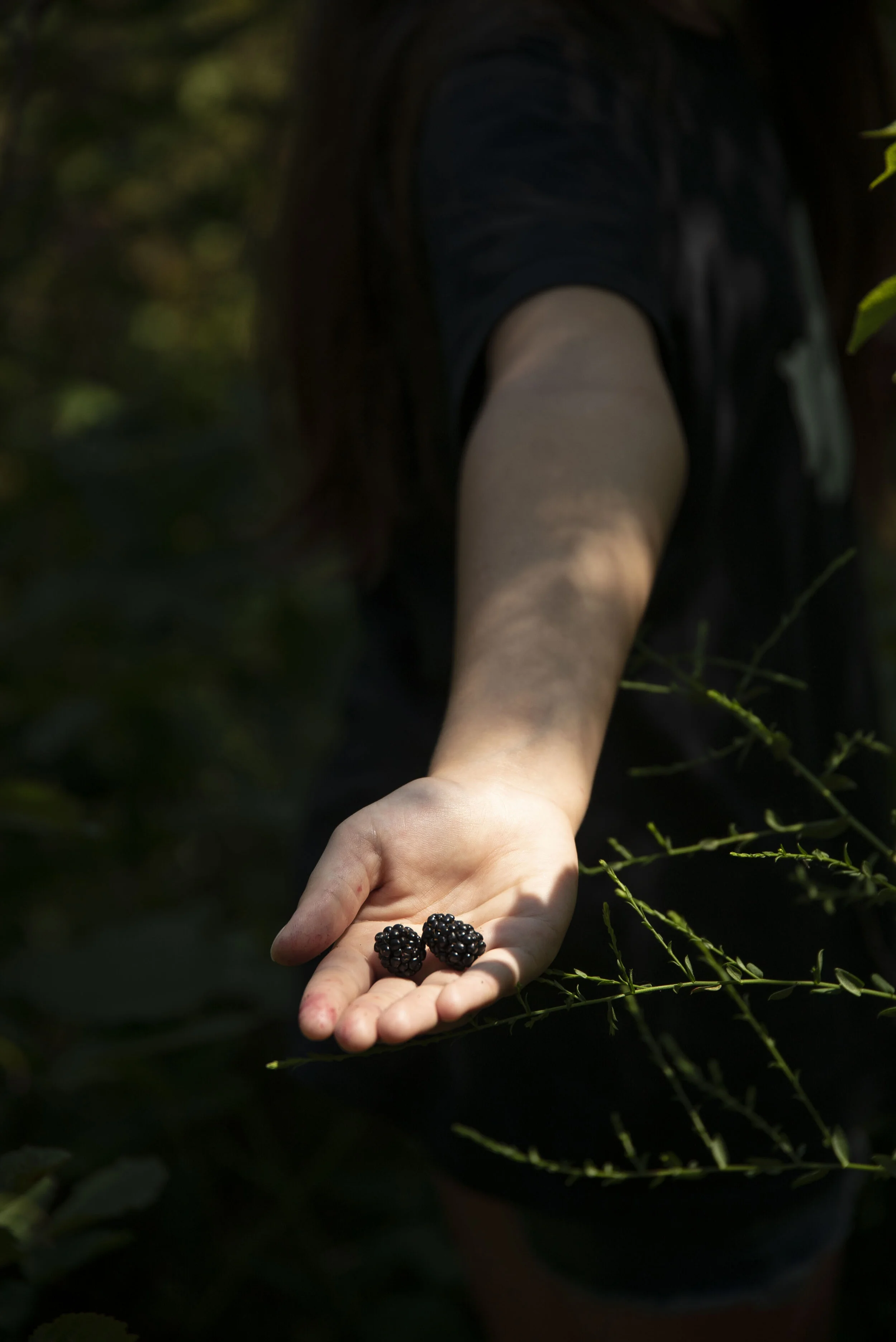 Berry Picking 8.JPG