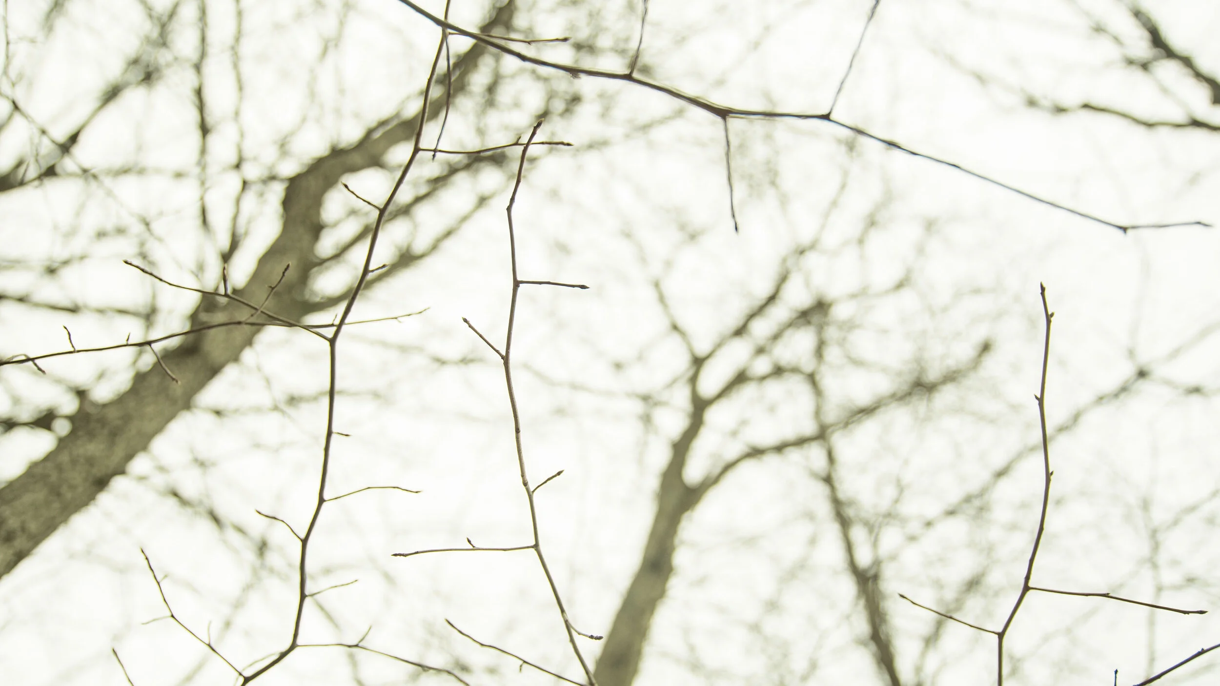 The Woods 31.JPG