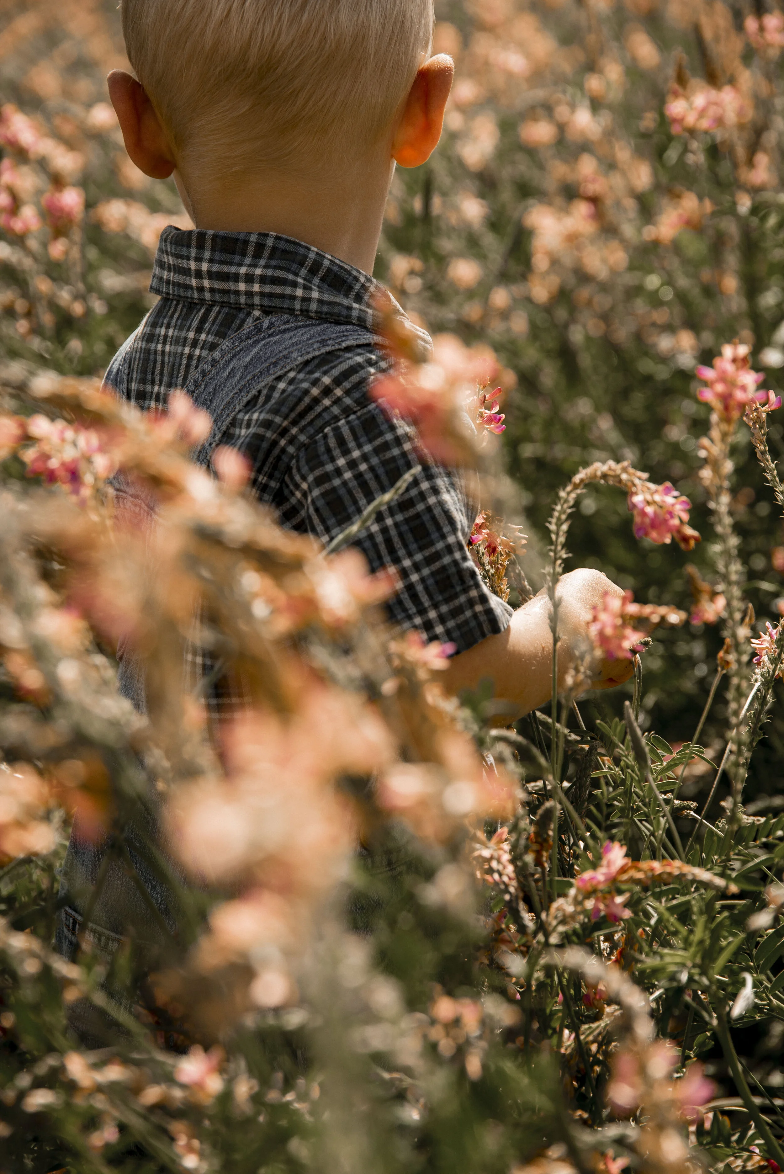 Farm Boys - Jude in Field_1.JPG