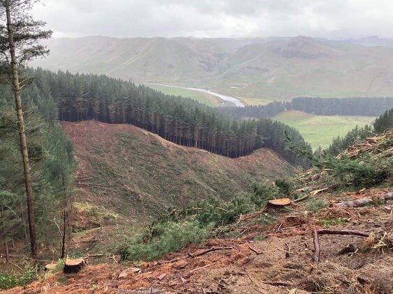 Black Hill - decided to mill some trees

#plimmerandcofarms #motukawa #blackhill #kellys #northview #nzfarming #farming #newzealand #trees