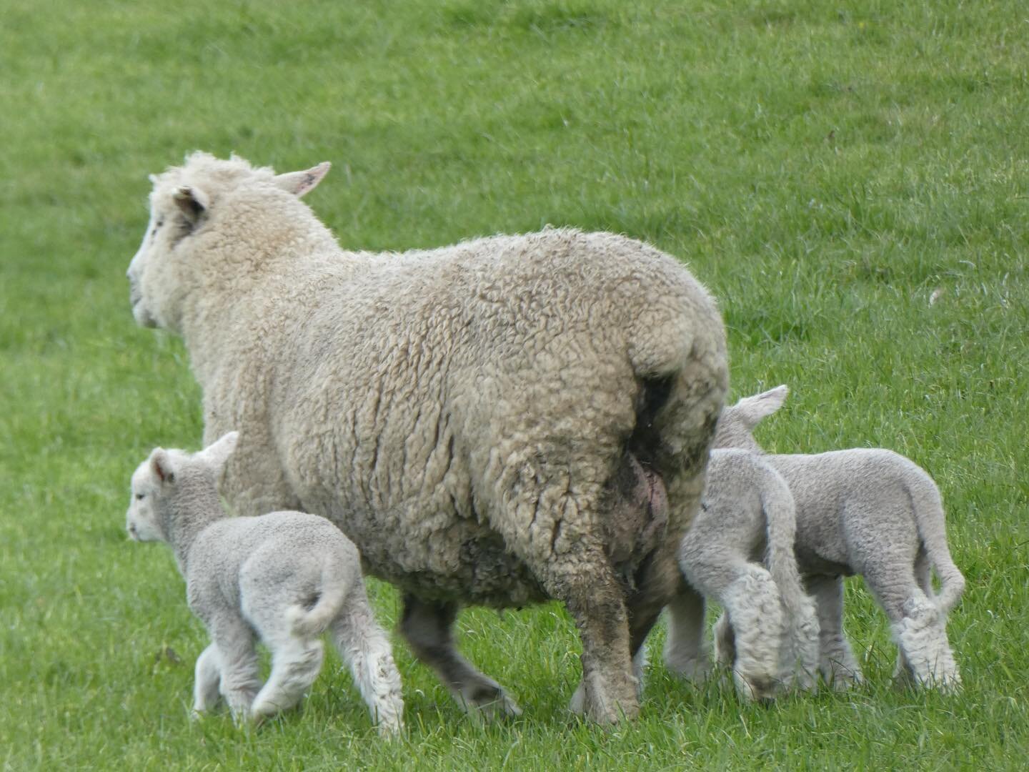 That time of year again&hellip;

#plimmerandcofarms #northview#motukawa #blackhill #kellys  #nzfarming #farming #newzealand #lambs #lambingseason #spring