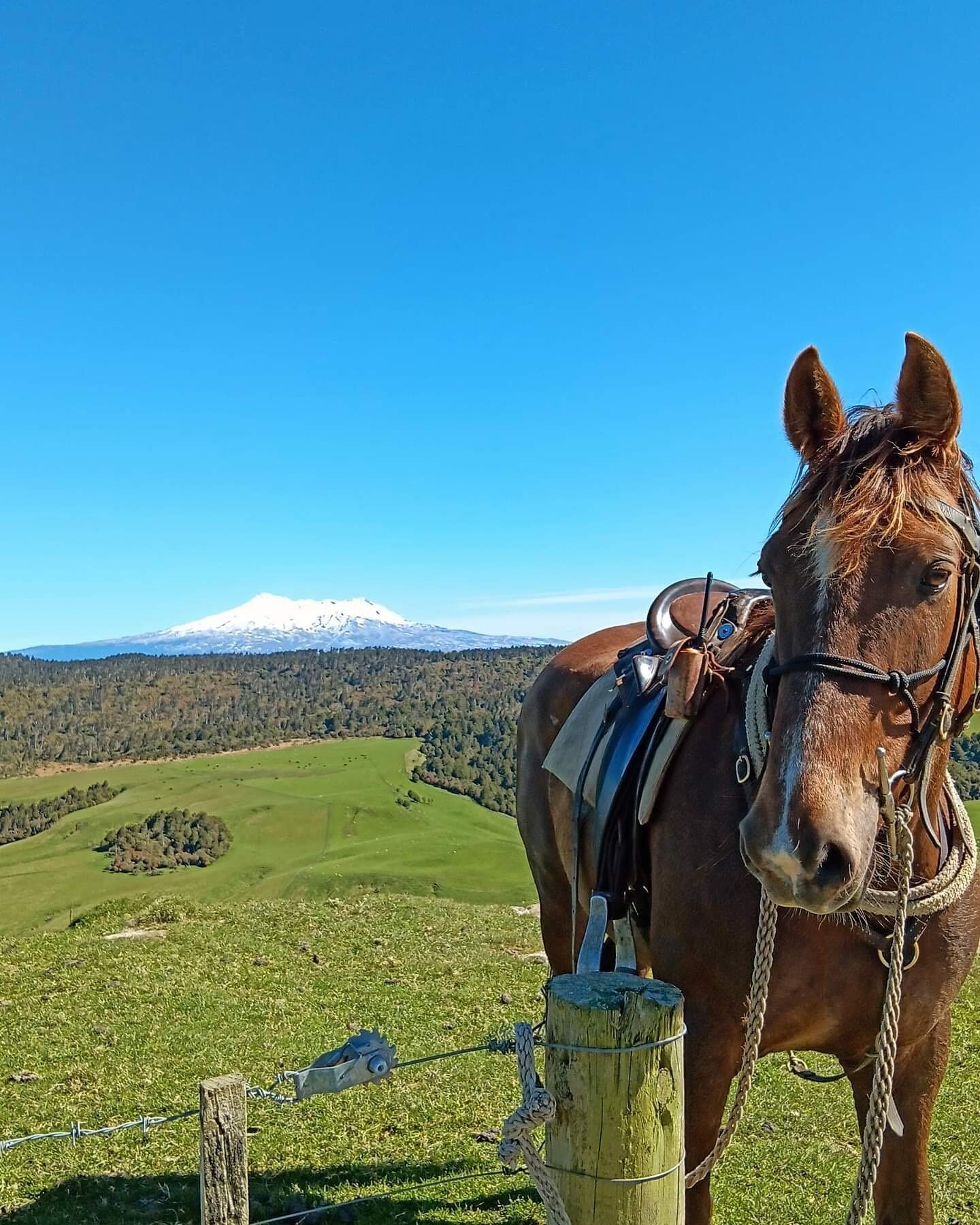 Motukawa - doesn&rsquo;t get any better!!

#plimmerandcofarms #northview #motukawa #blackhill #kellys #nzfarming #farming #newzealand #spring #summer #horse #sunshine