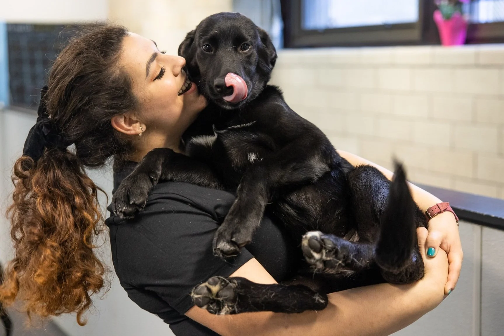 Dog Boarding in Philadelphia — Wag Days Philly