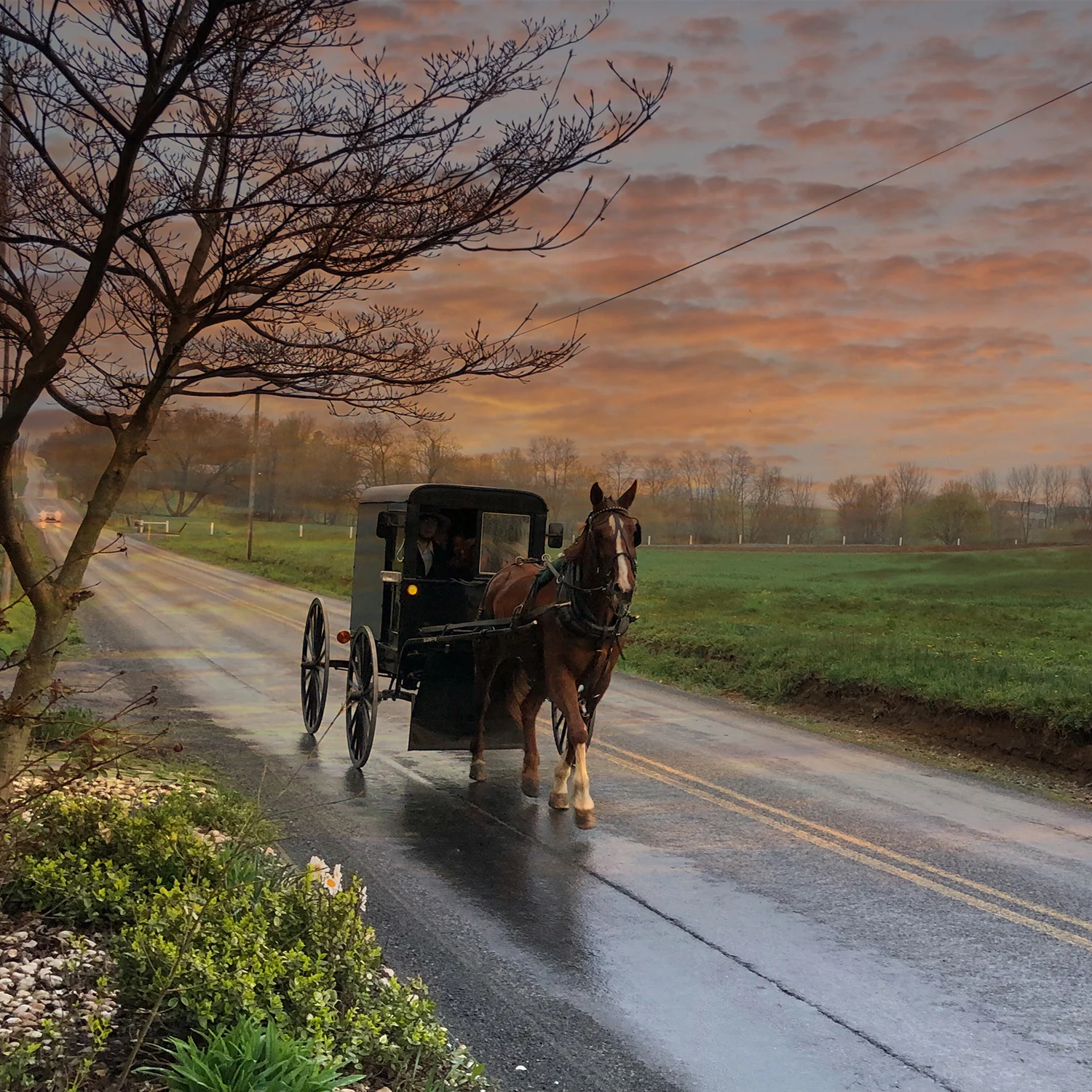 Buggy at Sunset