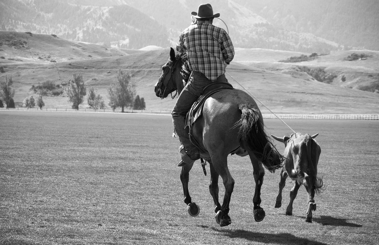 08.Calf Roping.FLAT.PRINT.11x17_DSC7752.jpg