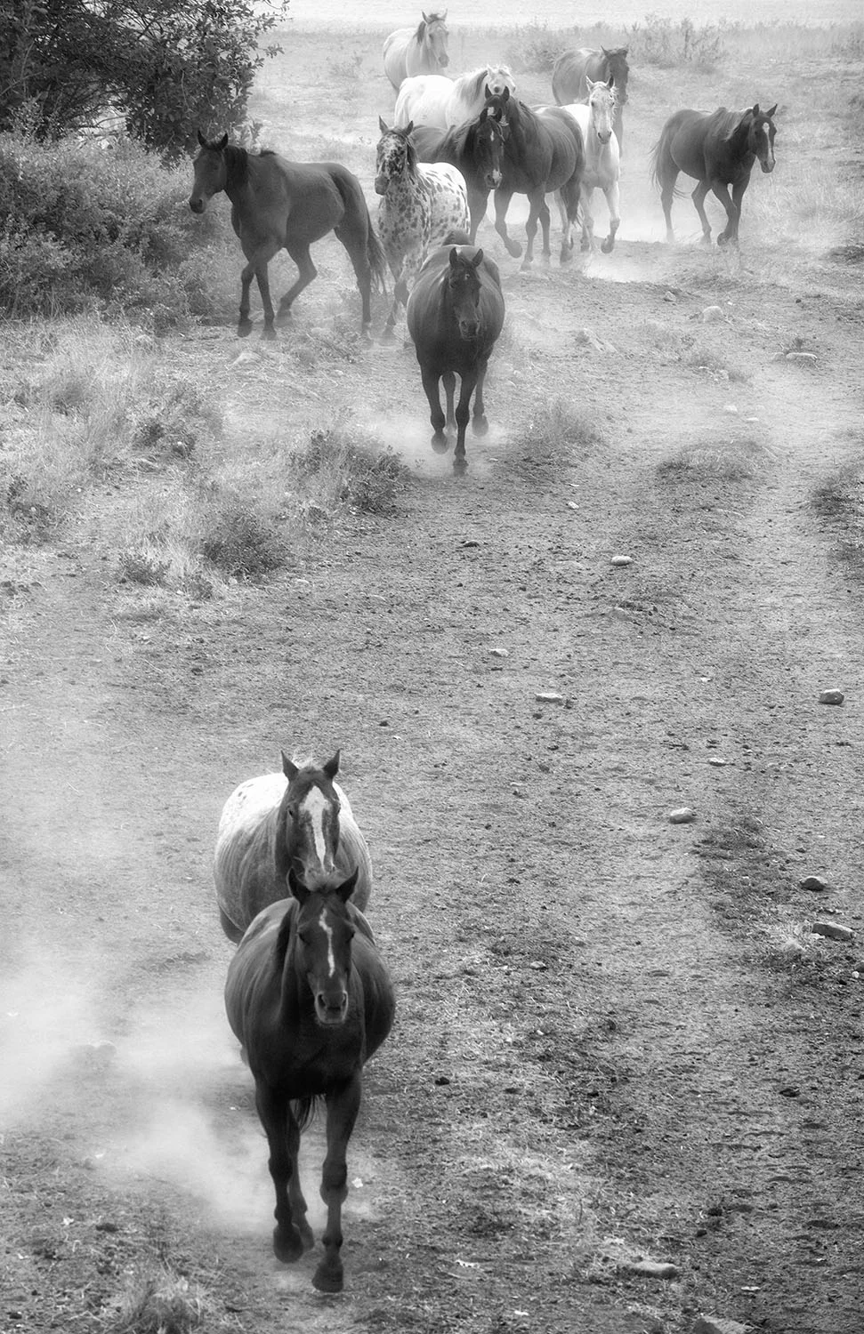 Horses and Dust