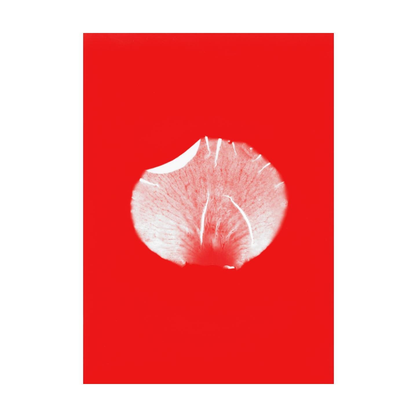 &ldquo;Petal Pusher&rdquo; (5&rdquo; x 7&rdquo;), from a series of forty-something digitally-altered photograms of petals pulled from a rose bouquet. 

If you&rsquo;re casually in Europe this fall (haha!), go see this little one in Rome at Loosen Gal