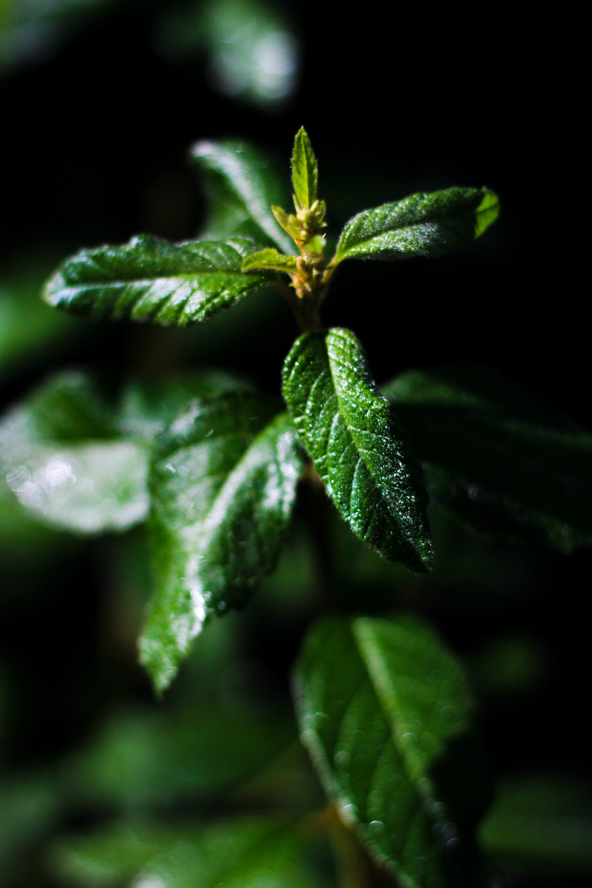 E1F1E1CB-63A5-4871-A425-AB829799AB5F.JPEG