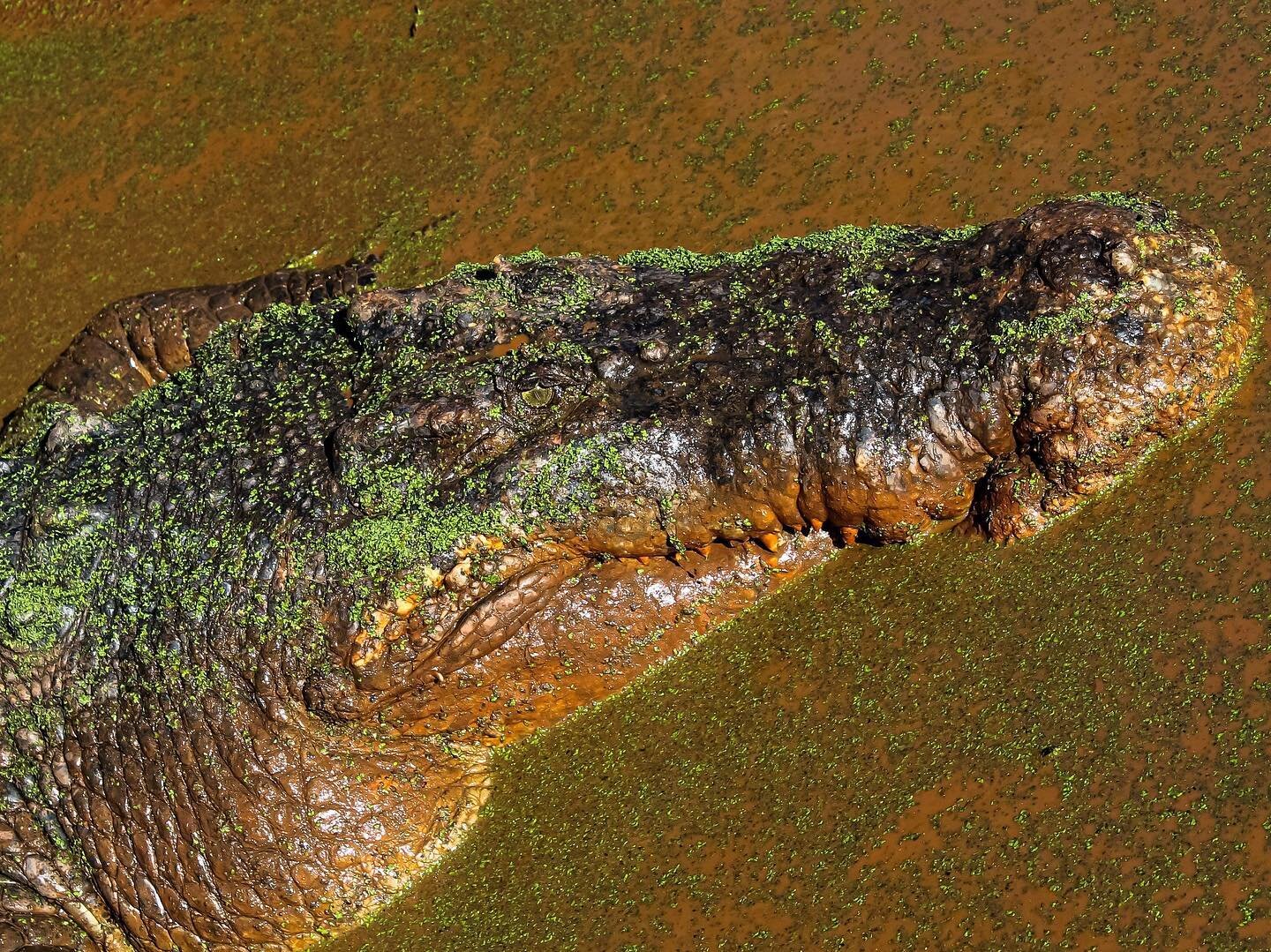 Inspiring image  Photographer @froggy118118  Daniel Breeze #crazfoxphotography #photographer #crocodile #aminalphotography  Editing done by Jessica M Towler