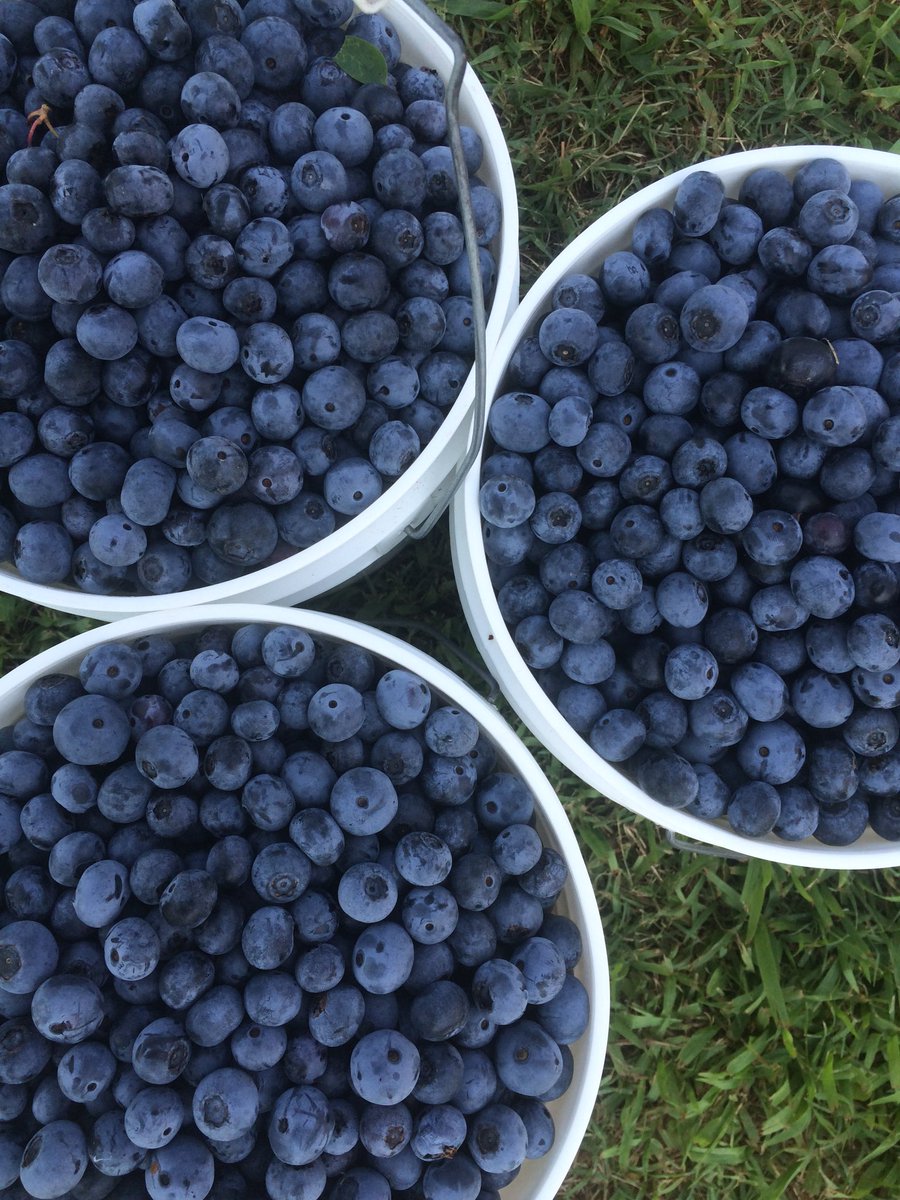 Blueberry buckets.jpg