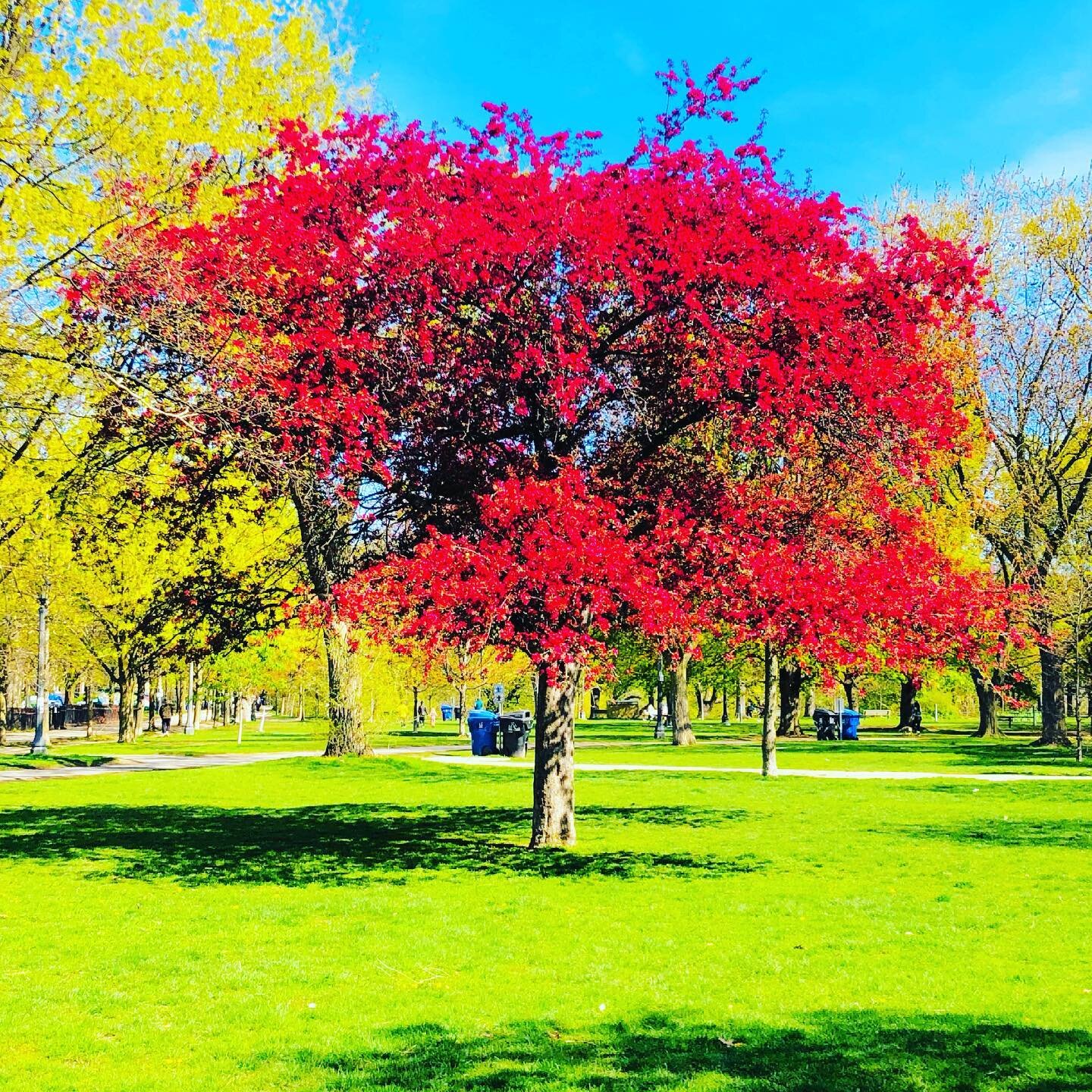 No better time than spring in #toronto 

#queenwest #parkdale #kingwest #riversideto #leslieville #corktown