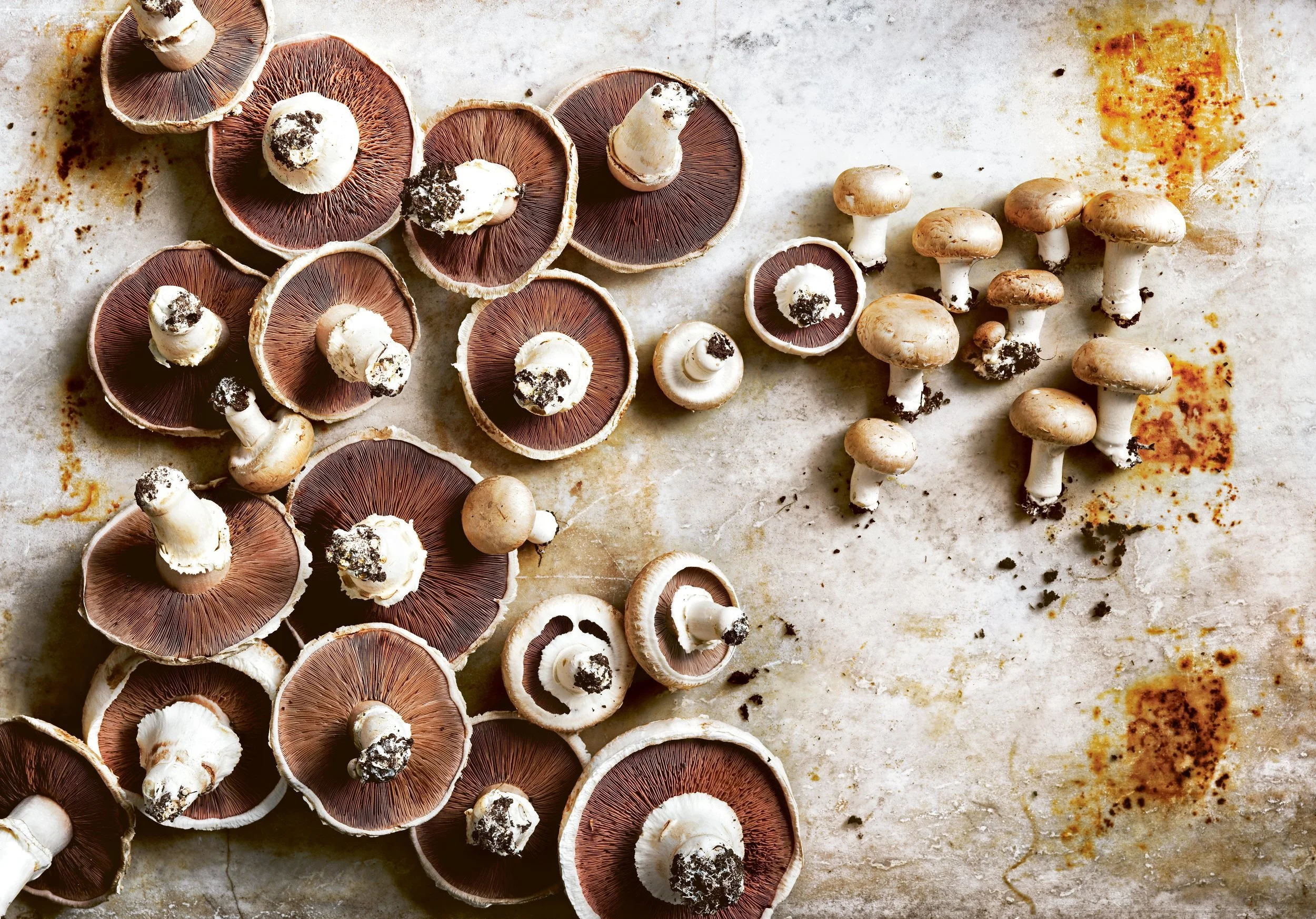 DH100_MUSHROOMS_0031.jpg