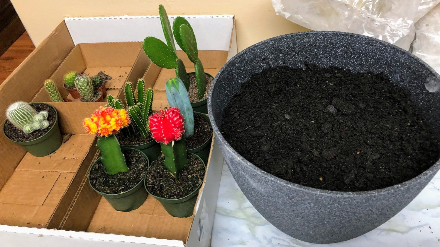 Potting Cacti, Succulents, and Orchids  The Hofreiters