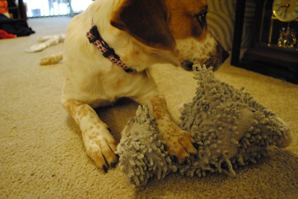 Lucy with toy 2.jpeg