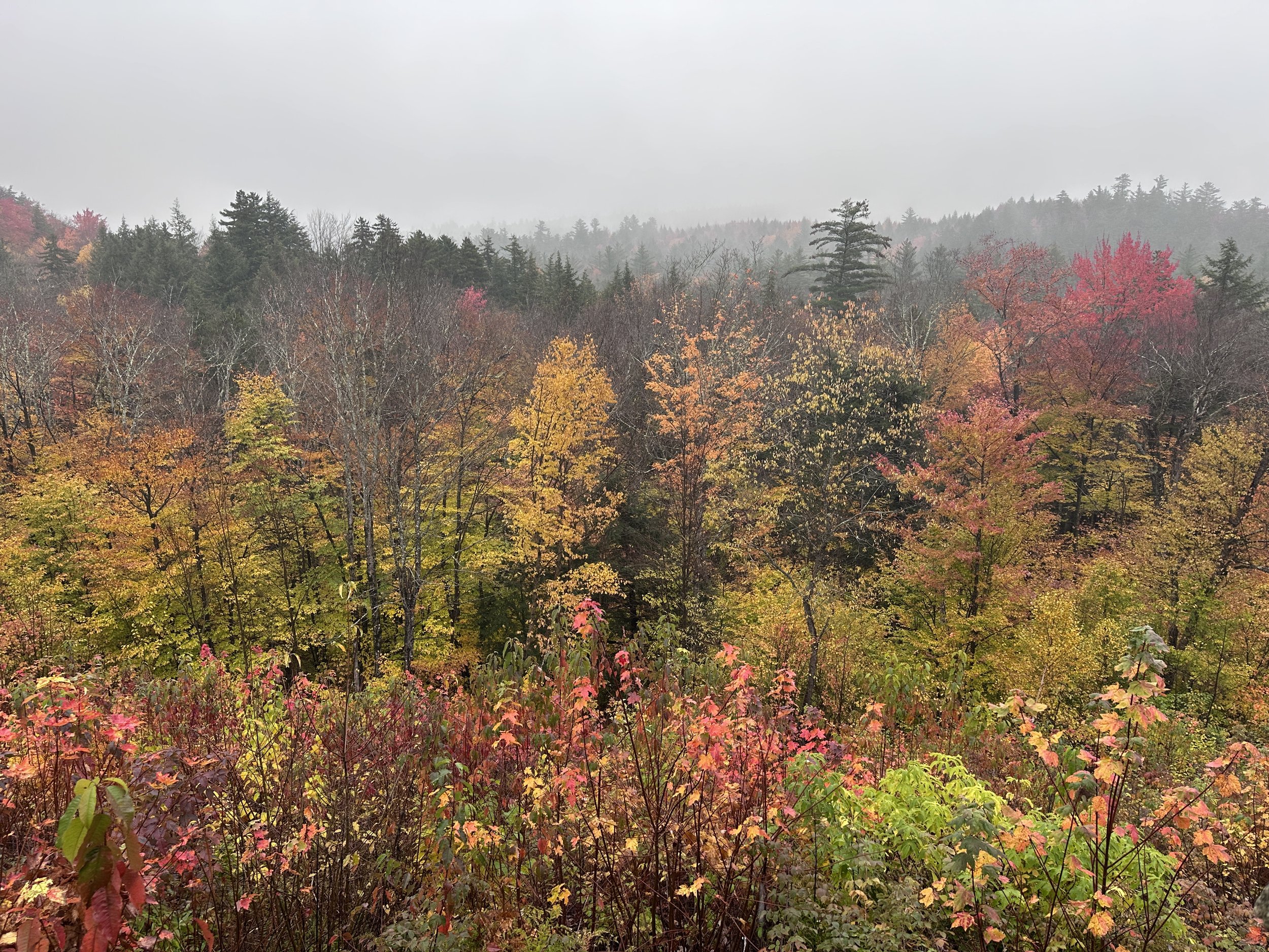 IMG_2305.jpeg