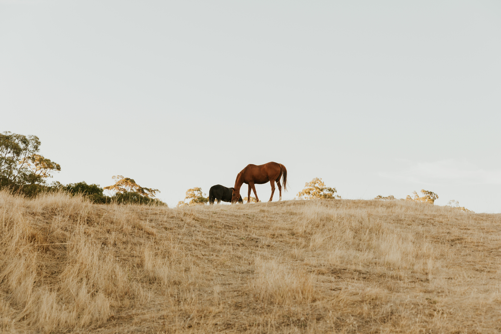 Wiild&Wonder-144.jpg