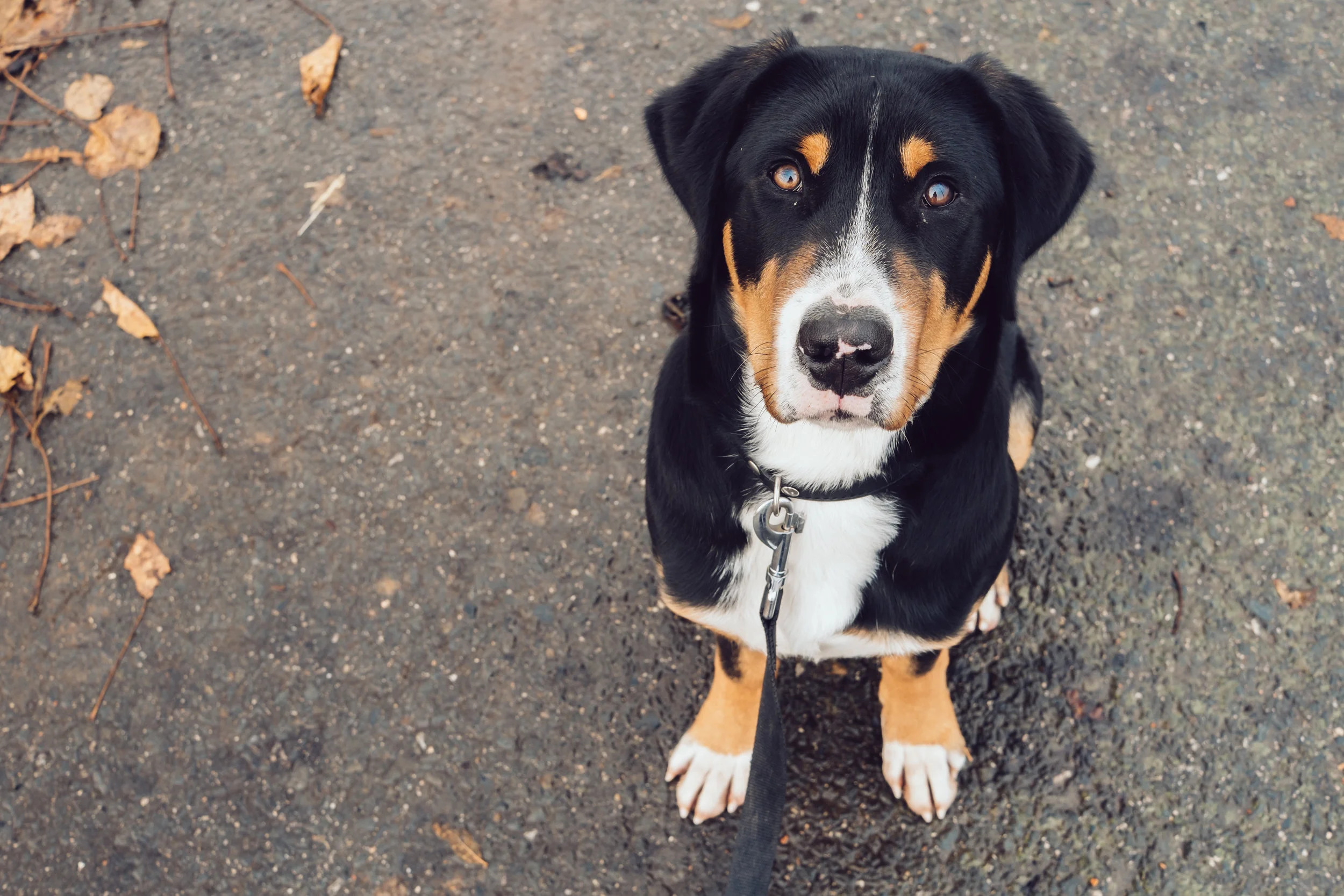 akc star puppy classes