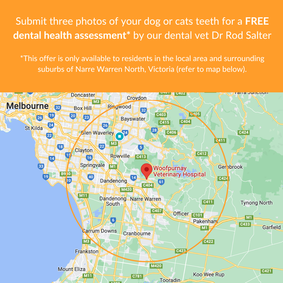 Dental promotion. Woofpurnay Veterinary Hospital.