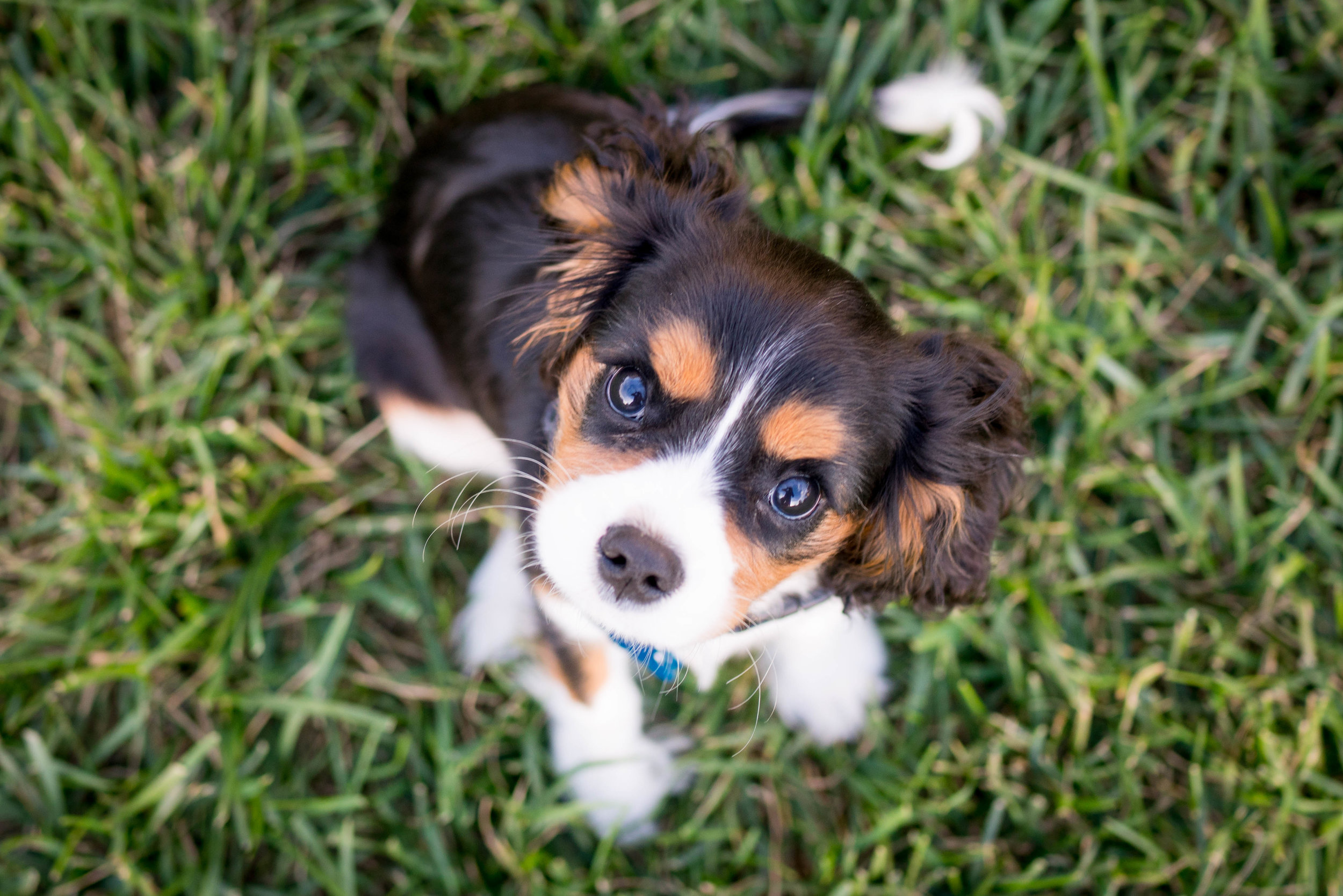 Puppy School