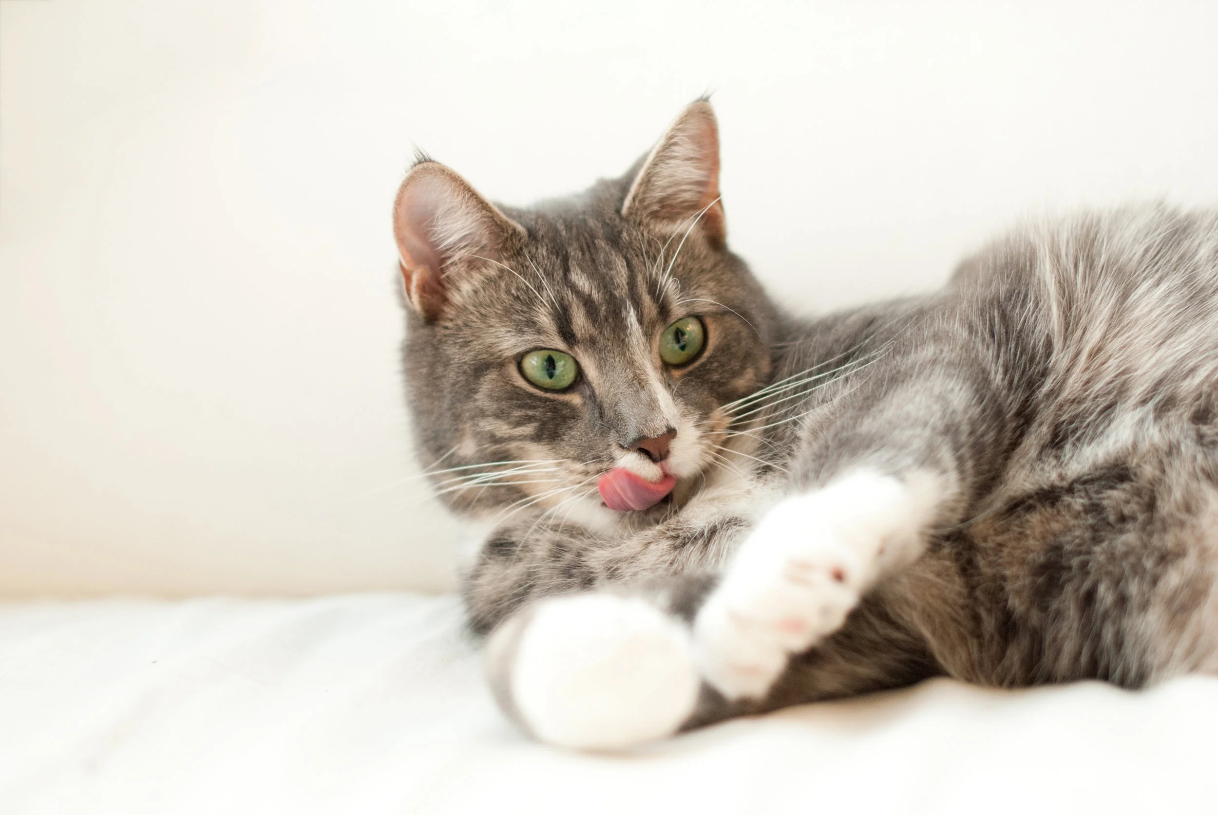 At home dental care for your pet — Woofpurnay Veterinary Hospital Professional compassionate