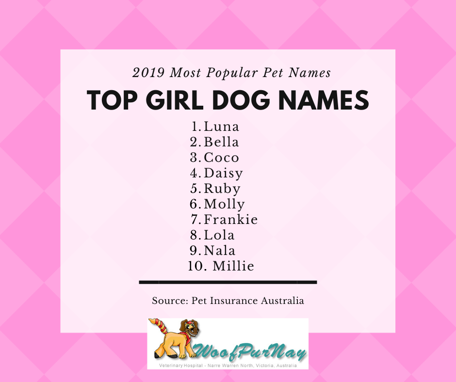 Most popular pet names of 2019 — Woofpurnay Veterinary Hospital |  Professional compassionate care | Emergency Vet