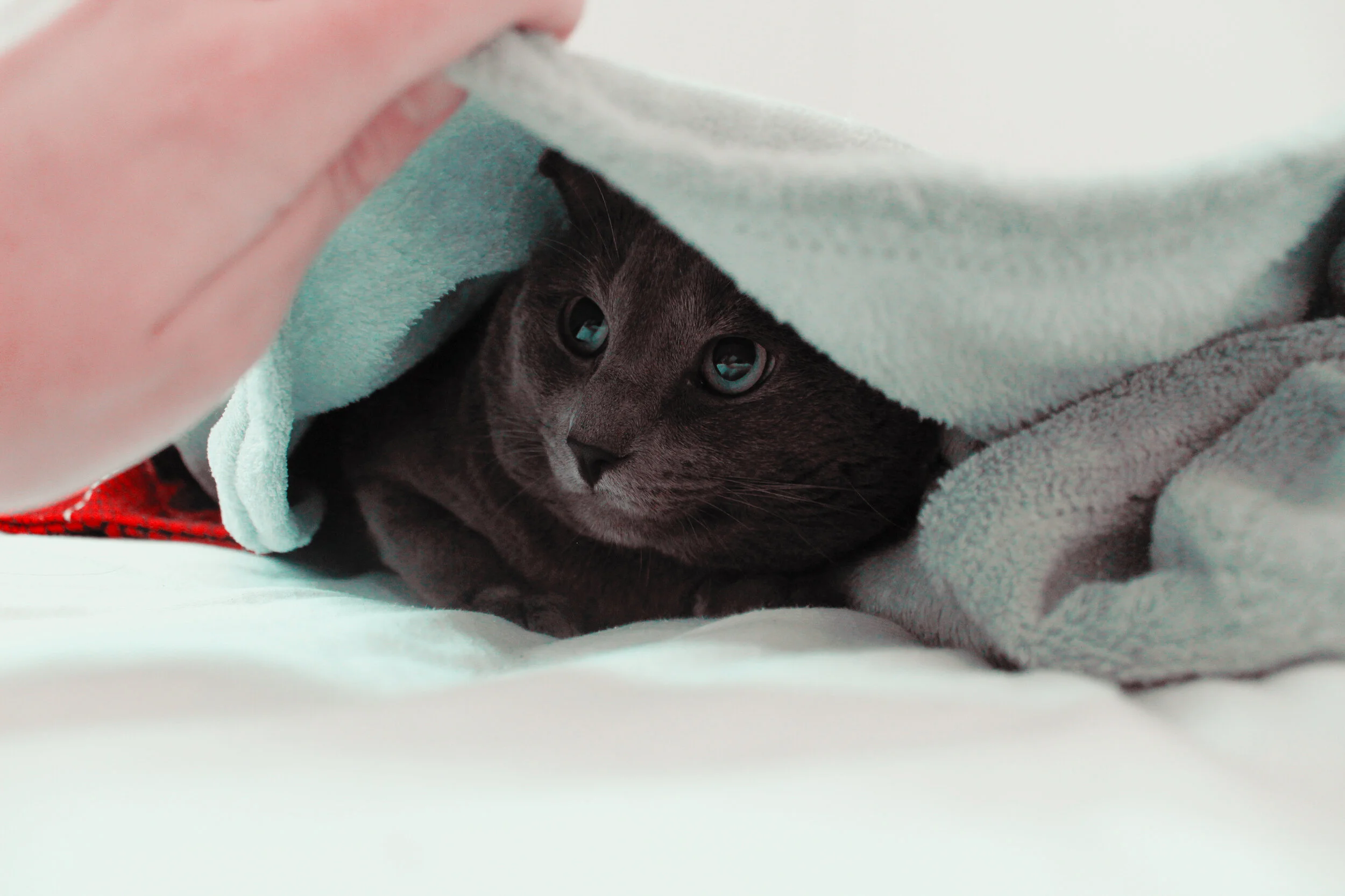 Lily poisoning in cats — Woofpurnay Veterinary Hospital Professional compassionate care