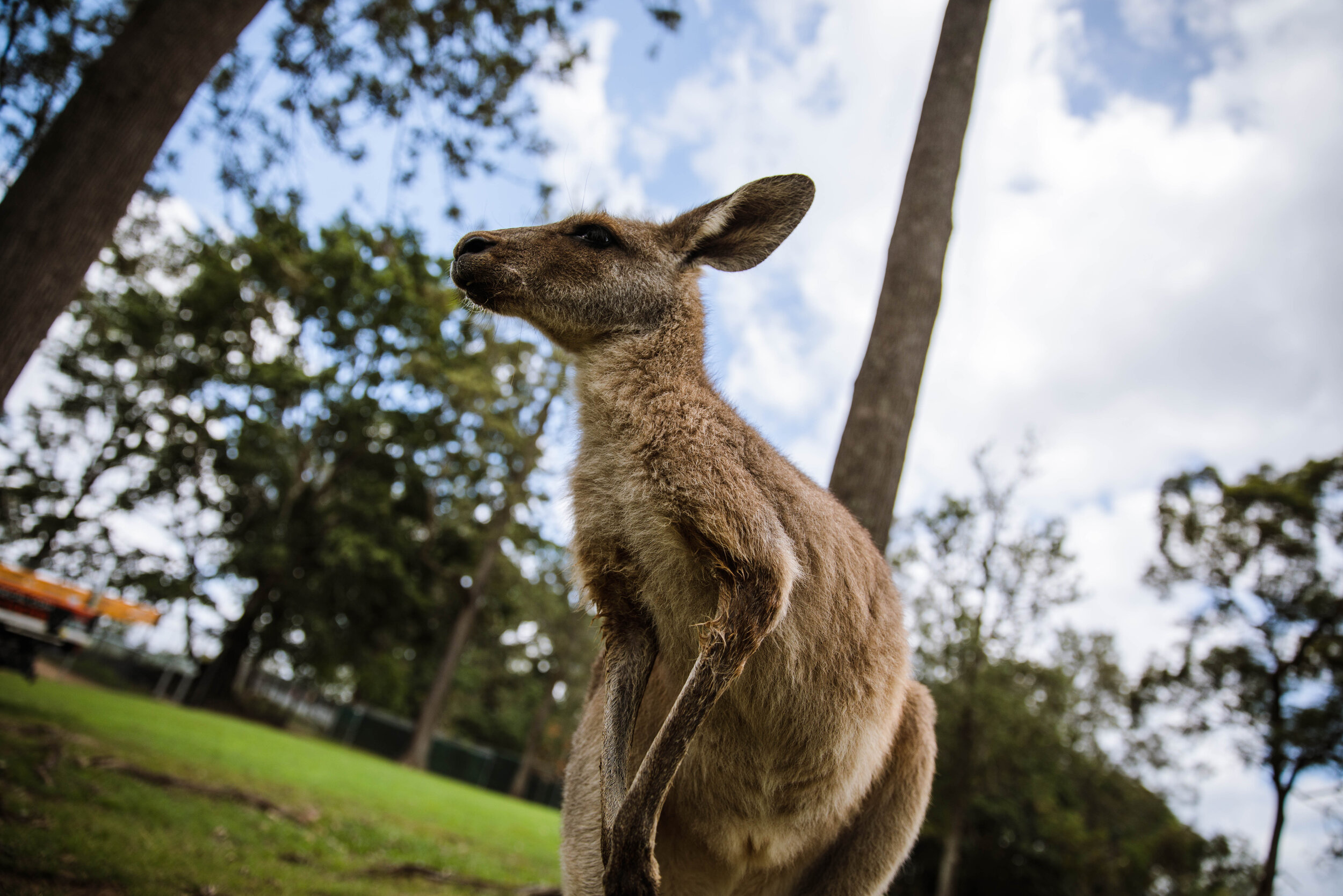 7 Fun facts about kangaroos — Woofpurnay Veterinary Hospital | Professional  compassionate care | Emergency Vet