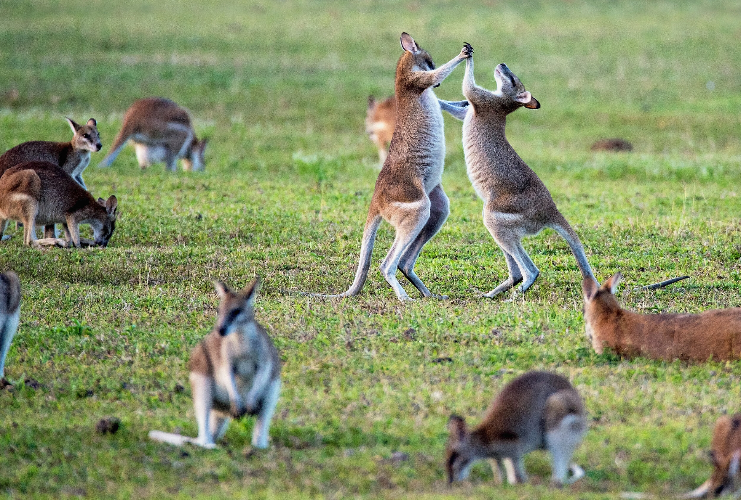 7 Fun facts about kangaroos — Woofpurnay Veterinary Hospital | Professional  compassionate care | Emergency Vet