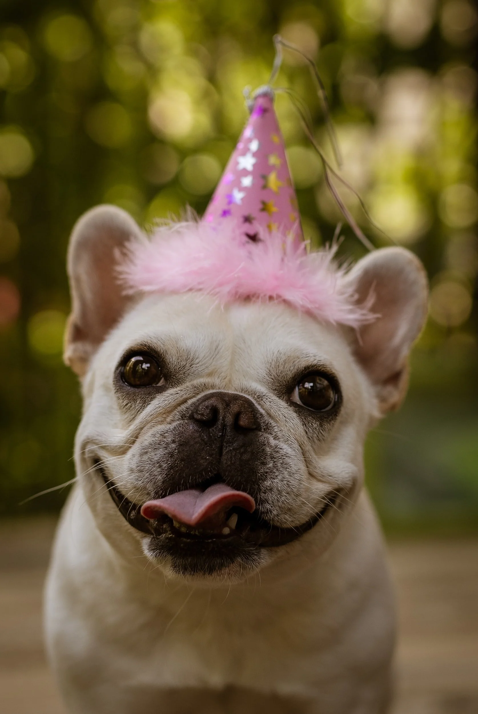 6 New Year’s Resolutions for Pet Owners 