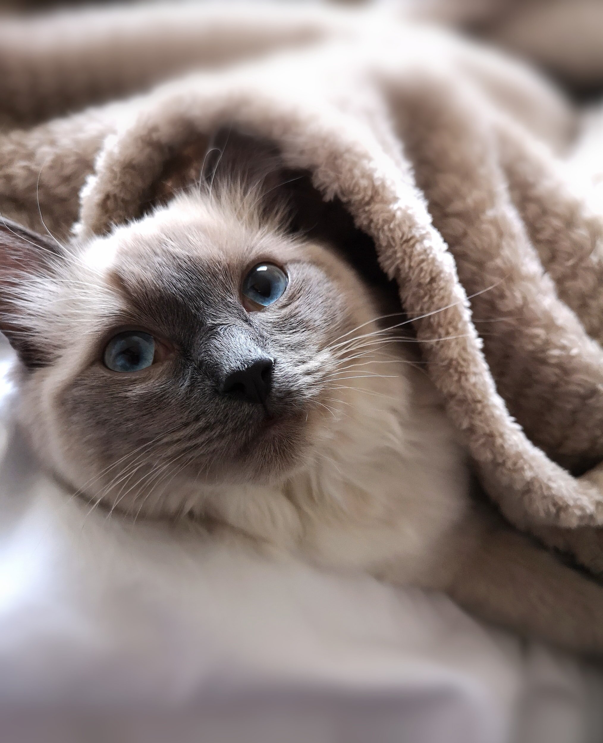 can cats catch a cold from dogs